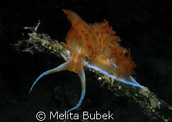 Nudibranch taken in Korcula / Canon G6, f/8, 1/160s, buil... by Melita Bubek 